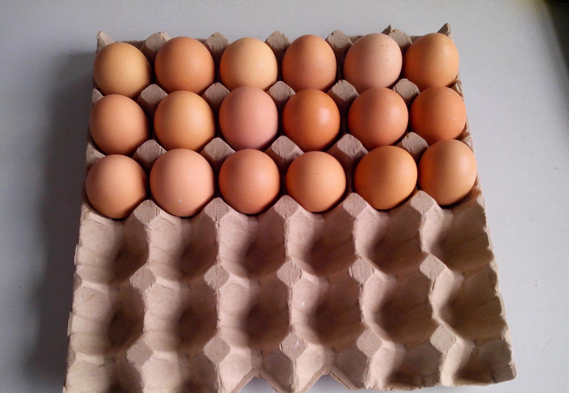 Ultimate Review of Good Performance of Full Automatic Egg Tray Machine